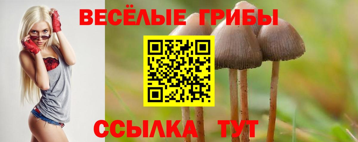 Галлюциногенные грибы Psilocybe Черногорск